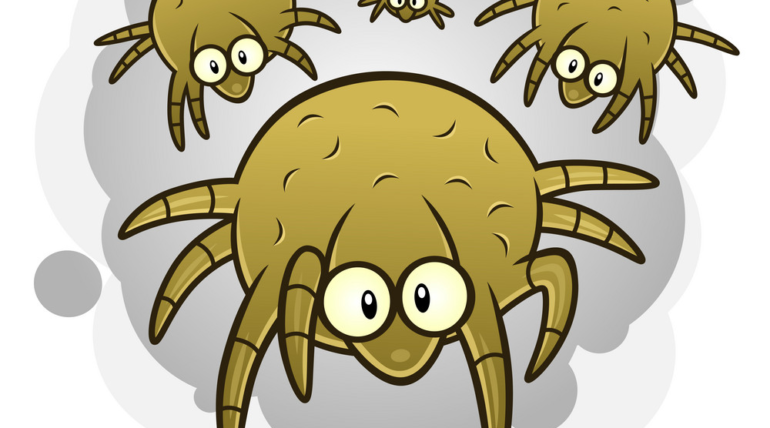 Τι είναι τα ακάρεα;